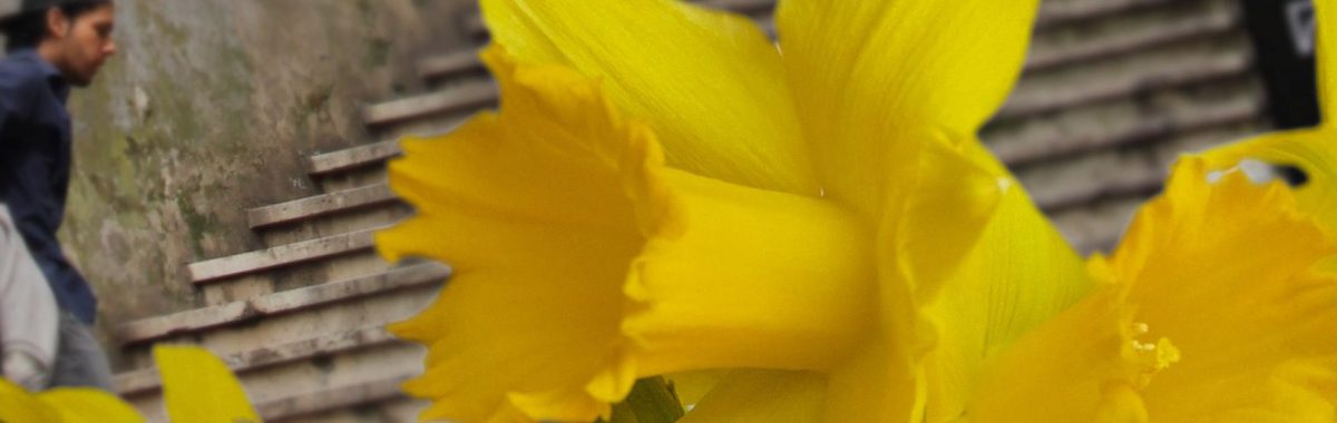 Are the daffodils coming out?