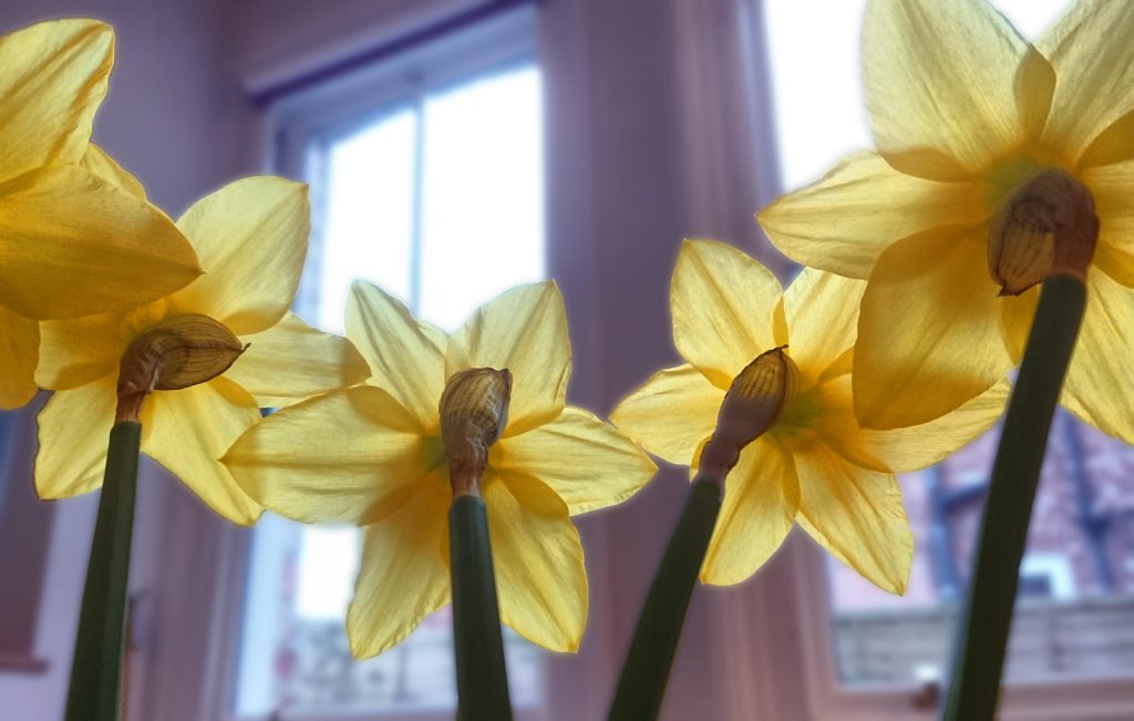 Daffodils for Naseeb's 30th Birthday