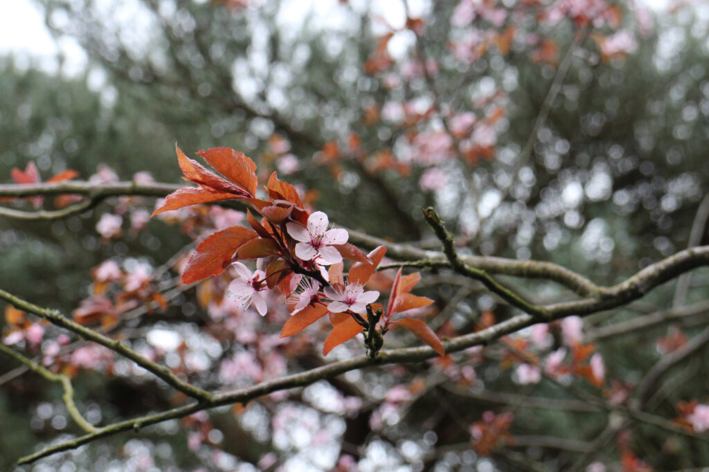 Naseeb's tree in bloom - close up of some blossom